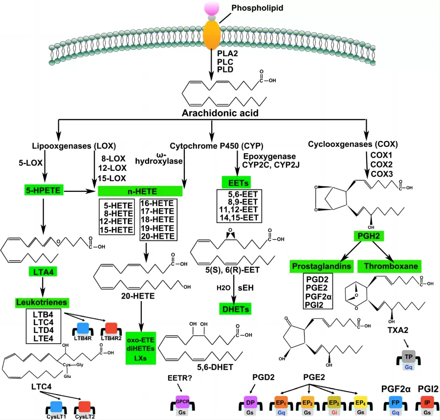 Figure 3. Overview of the arachidonic acid (AA) metabolism pathways (Wang B. et al, 2021)
